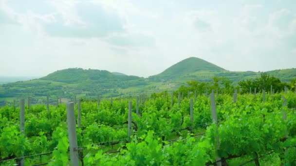 Hermoso paisaje verde de colinas y viñedos — Vídeo de stock