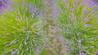 Lavanta bitkisinin erken çiçek açması