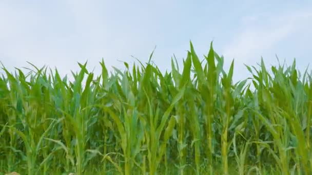 Groene maïsplantage met blauwe lucht — Stockvideo
