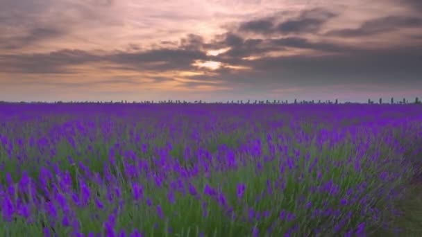 Levendula mező virágzik naplementekor — Stock videók