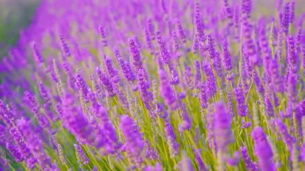 Gyönyörű lila levendula növény a fű között — Stock videók