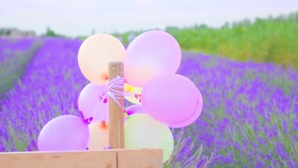 Colorful balloons in front of the purple lavender field — Stock Video