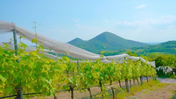 Plantas de uva verde cultivadas entre colinas — Vídeos de Stock