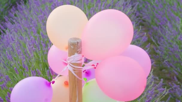 Colored inflated balloons on a lavender meadow — Stock Video