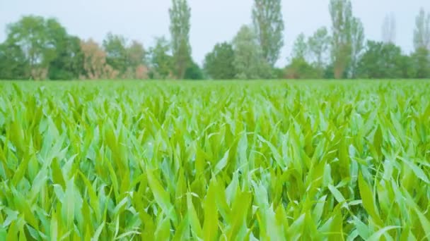 Grünes Maisfeld mit Bäumen dahinter — Stockvideo