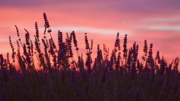 Lavender plant at beautiful sunset — Αρχείο Βίντεο