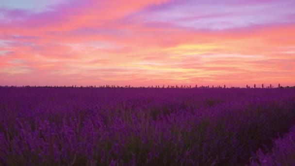 Hermoso campo de lavanda al atardecer rojo — Vídeos de Stock