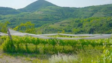 Yeşil yaz tepelerinin arasındaki üzüm bağları