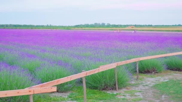 Bellissimo campo di lavanda viola recintato — Video Stock