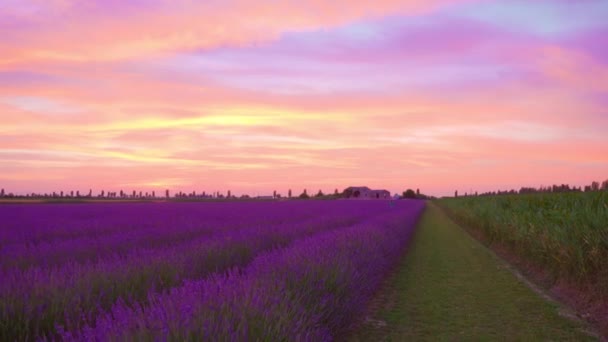 Levendula ültetvény gyönyörű lila naplementében — Stock videók