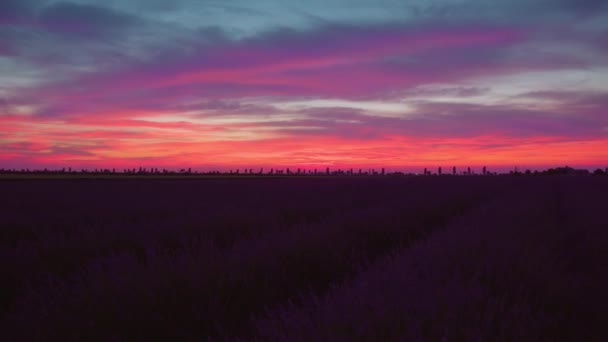 Лавандовое поле на закате вечером — стоковое видео