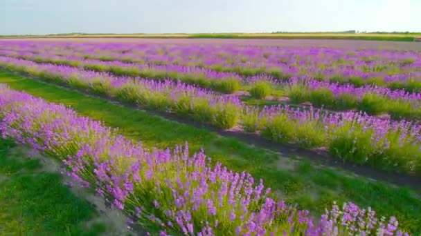 Plantação de lavanda florescente ao sol — Vídeo de Stock