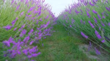 Yeşil doğa arasında ekilmiş lavanta tarlası