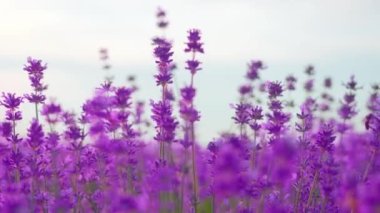 Mor lavanta bitkileri kapanıyor