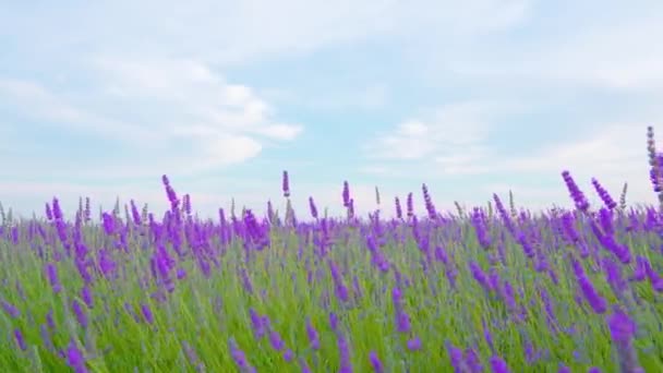 Gyönyörű lila levendula növények a kék égen — Stock videók