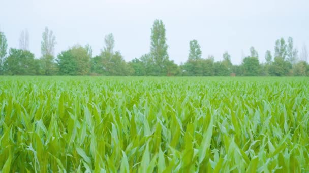 Gecultiveerd groen maïsveld met bomen erachter — Stockvideo