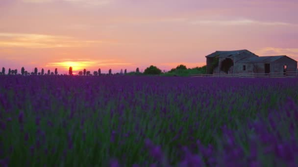 Bel tramonto sul campo viola lavanda — Video Stock