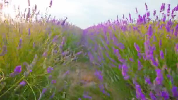 Lavanta bitkileri arasında ilerle — Stok video