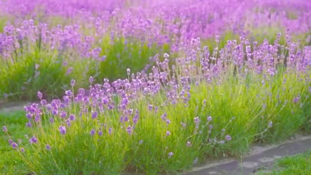 La lavande fleurit avec le violet parmi la verdure — Video
