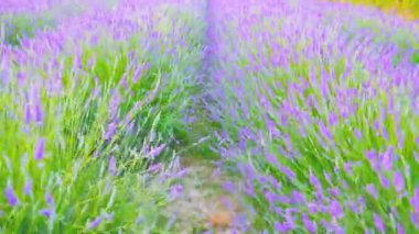 Çiçek açan lavanta çalıları arasında hareket