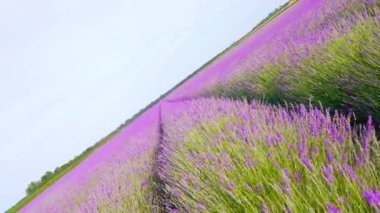 Mor çiçeklenen ekilmiş lavanta tarlası