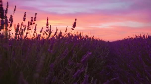 美しい夕日に紫色のラベンダーが咲く — ストック動画