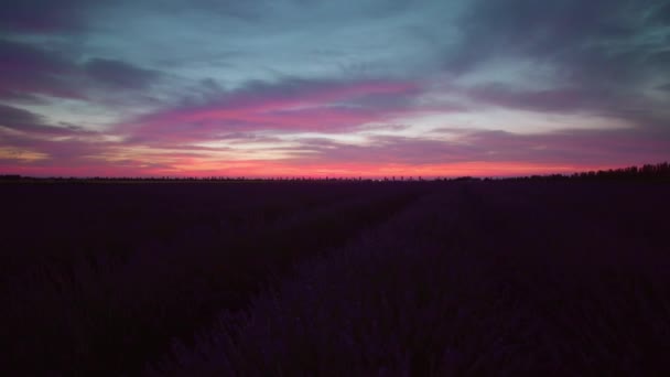 Lavendelveld 's nachts met rode en blauwe lucht — Stockvideo