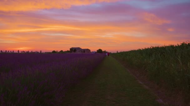 Prachtige zonsondergang boven de lavendel en maïsveld — Stockvideo