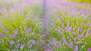 Çiçek açan lavantayı ileri kaydır