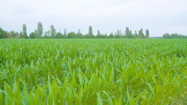 Grün bewirtschaftetes Maisfeld — Stockvideo