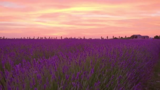 Hermosos colores del atardecer en el campo de lavanda púrpura — Vídeos de Stock
