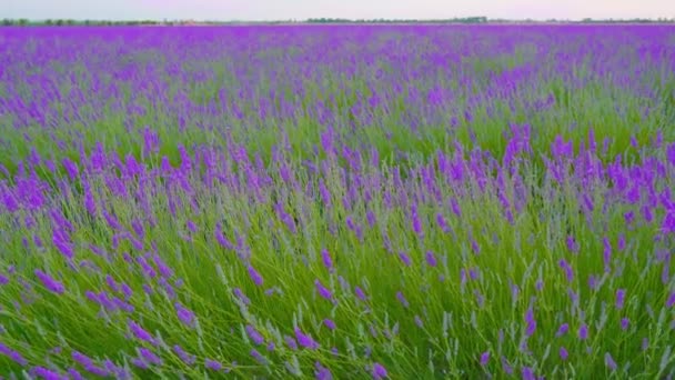 Planta de lavanda comienza a florecer entre la vegetación — Vídeo de stock