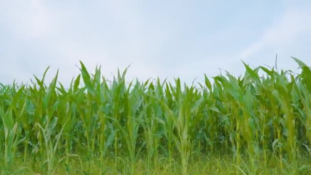 Campo de milho verde cultivado com céu azul — Vídeo de Stock