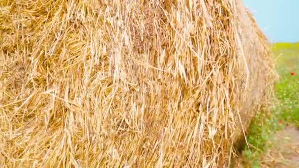 Haystack с сеном на зеленом лугу перед морем — стоковое видео