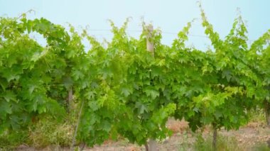 Yeşil üzüm bağları denize doğru büyüyor.