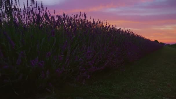 Puesta de sol sobre el campo de lavanda cultivado — Vídeos de Stock