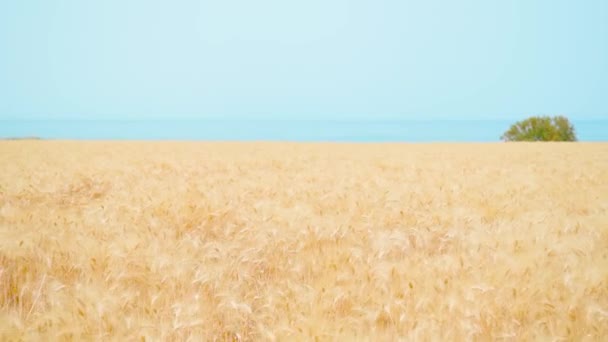 Champ de blé jaune devant la mer — Video