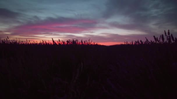 Paarse lavendel 's nachts met blauwe lucht — Stockvideo