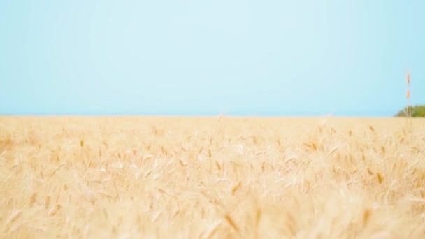 Campo di grano giallo di fronte al mare blu — Video Stock