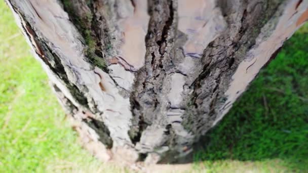 Yeşil çimenlikteki ağaç kabuğu — Stok video
