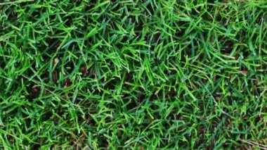 Çimenlerde yeşil çimenler yetişir