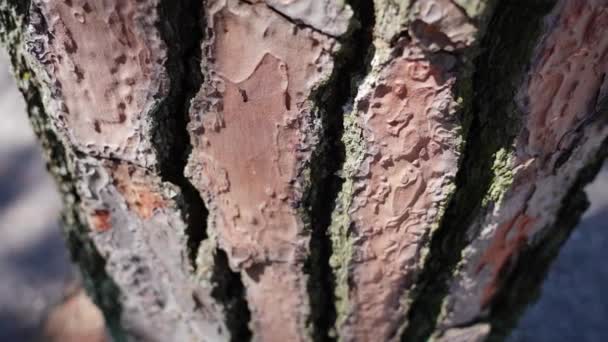 Corteccia estiva dell'albero da vicino — Video Stock