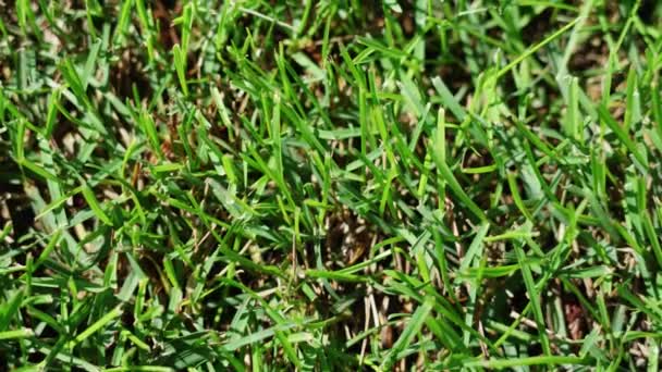 L'herbe verte pousse sur la pelouse — Video