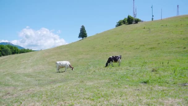 Duas vacas comem erva nas colinas verdes — Vídeo de Stock