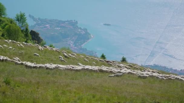 Fazenda de ovelhas nas montanhas verdes no Lago de Garda — Vídeo de Stock