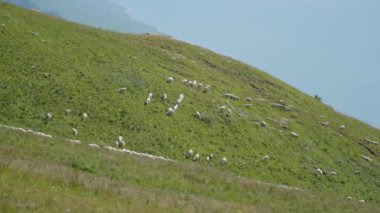 Dağlardaki bir çayırda koyun sürüsü