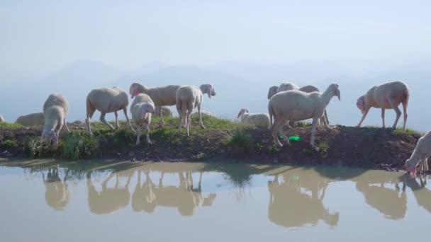 Группа овец перед колодцем с водой в горах — стоковое видео