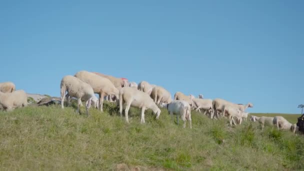 Schafe fressen Gras auf der grünen Wiese — Stockvideo