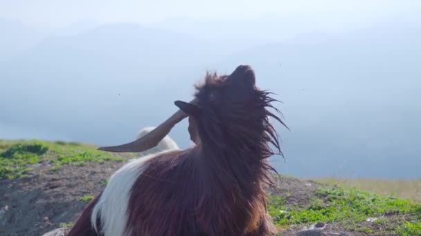 Билли коза с большими рогами жует сидя на газоне — стоковое видео