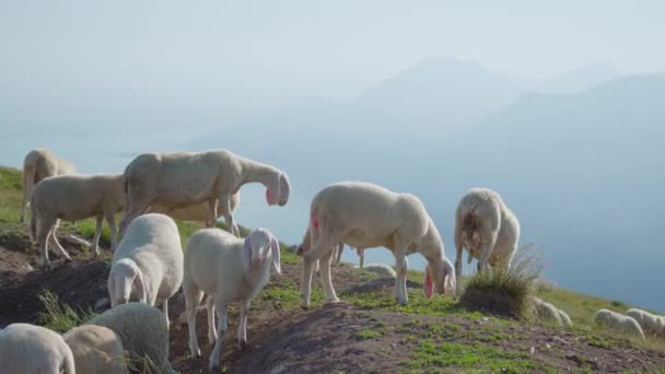 Schafe über den Bergen am Gardasee — Stockvideo